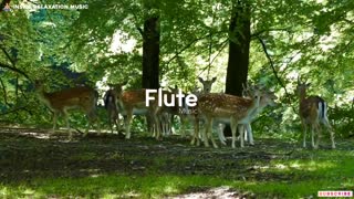 Relaxing Flute Music | Krishna Flute Music | Uplifting Flute Meditation Music