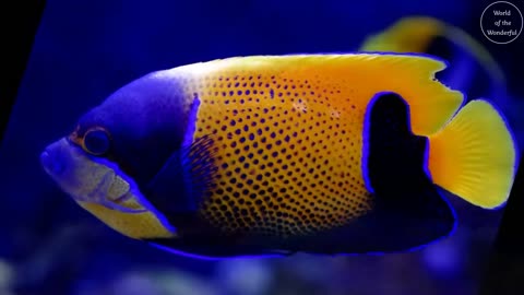 For fish lovers, colorful fish creatures