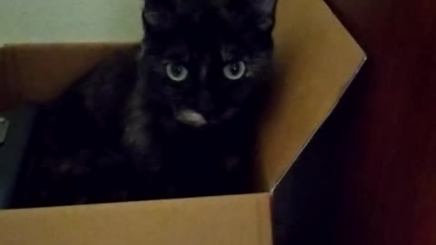 Funny Cat in Box
