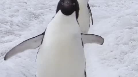 The penguin is a flightless bird