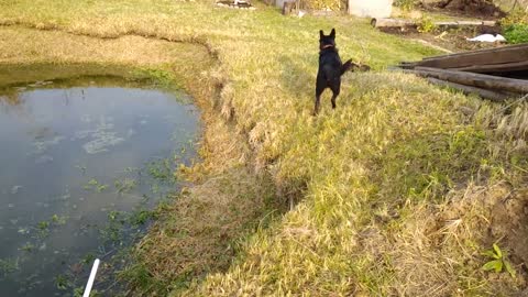 Dog jump beside lake and its happy to play