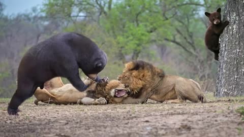 Lion Of The Andes Fail | Mother Gizzly Bear Save Baby From Puma Hunting