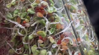 Day 4 - Growing Red Clover Sprouts In Ball Jar