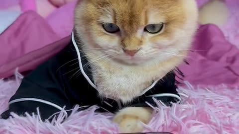 Purr-fectly Sneaky: Cat Caught Red-Pawed Watching Phone|| HeartFeltHAvoc