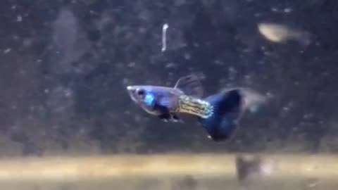 Metal blue guppy fish watch 😀 new videos by GBM FISH CARE 😀