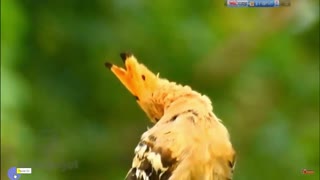 beautiful bird danush