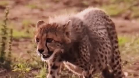 Little cheetah Cheetah