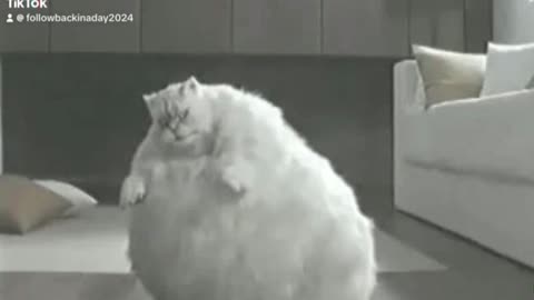 Fat cat dance