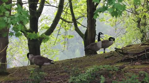 Watch beautiful geese wandering under the trees near the lake