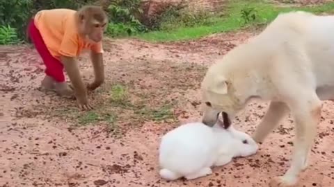 Monkey's Compassionate Act: Rescuing Rabbit from Playful Dog!
