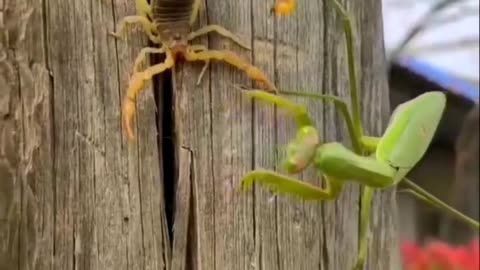 Praying Mantis Vs Scorpion Which One is Powerful