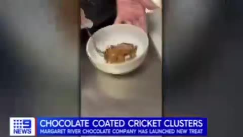 Chocolate Coated Cricket Clusters For Humans to Consume!
