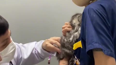 Kittens are afraid of needles, too