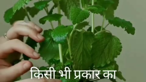 बुखार ठीक करने का घरेलू उपाय|home remedy to cure fever