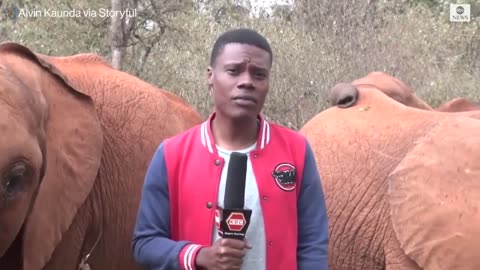 Baby elephant interrupts reporter's piece to camera