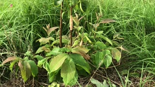 Persimmon Graft