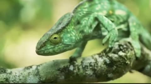 Parson's chameleon is the largest species of chameleon