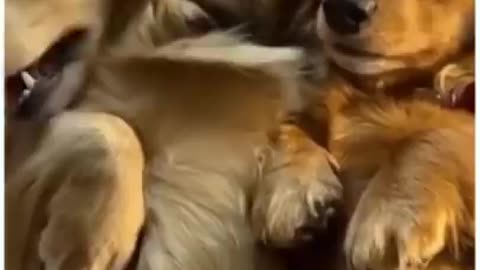 Top cute dogs