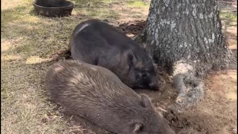 The two pigs are lazy. They lie down under the tree and don't want to move