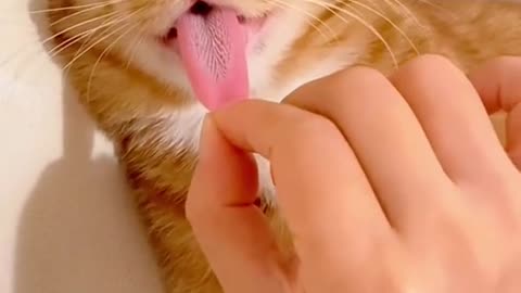 What a cute little tongue! #kitten #rumble #foryou
