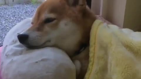 dog sleeping covered with quilt