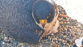 peregrine falcon couple with baby