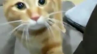 Cat begs to play fetch.