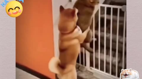Funny Animal Viral Videos