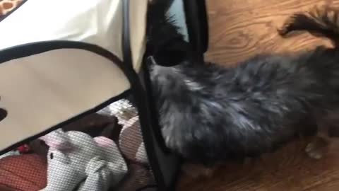 Smart puppy always puts toys back in playpen