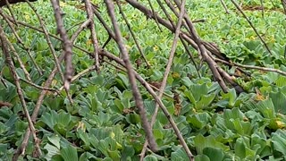 Lagoa cheia de plantas