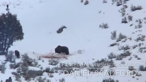 Junction Butte Wolf Pack Surrounds Grizzly Bear in Yellowstone National Park (December 29, 2019)