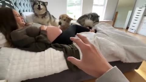 Giant Husky Goes Crazy To Protect His Pregnant Mum! Guard Dog Bites Me!