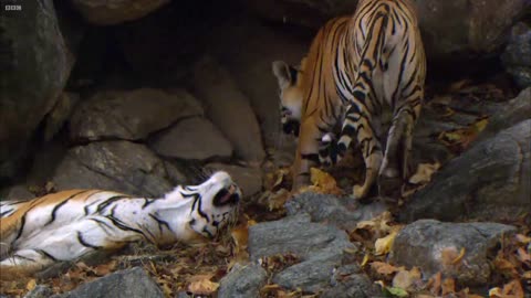 (Part-2) Tigersingh Cubs' Moment With Family members animal