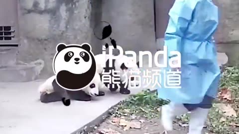 An_Essential_Requirement_Of_Panda_Nannies___iPanda_#shorts(720p)