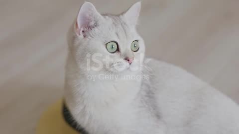 A Cute Whitegray British Cat Play With Ball I