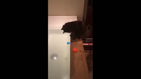 Funny Video of Cats and Dogs and Other Animals - Cat falls into the bathtub