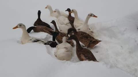 First Snow for Baby Ducks