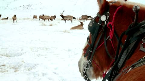 Close up of horses and moose in the snow