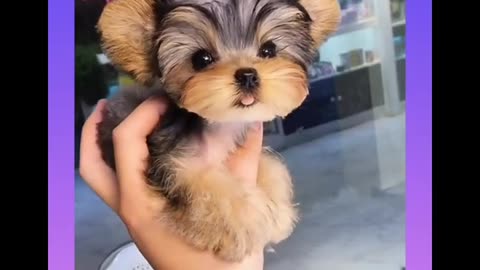 Small cute puppy eating by hand as baby's ❤️🐶