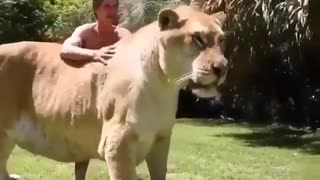 lion loves his owner