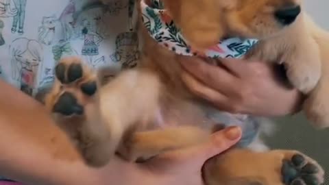 Grooming a Golden Retriever Puppy
