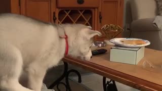 Husky puppy jumps for bread, ends up in epic fail