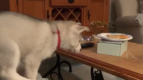 Husky puppy jumps for bread, ends up in epic fail