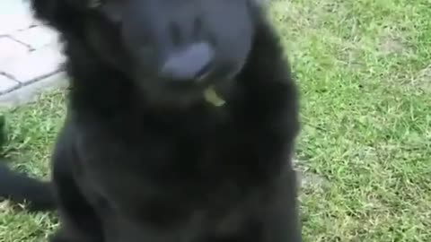 Black shepherd puppy is surprisingly twisting its head