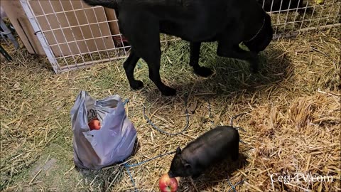 Graham Family Farm: Apples for the Pigs