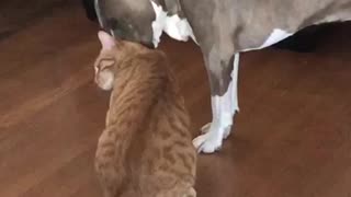 Pit Bull caught in the act being nice to cat