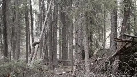 Video Footage Of Bigfoot Near Shelter In The Woods