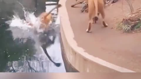 funny moments of animals,mistakes😭😊😊