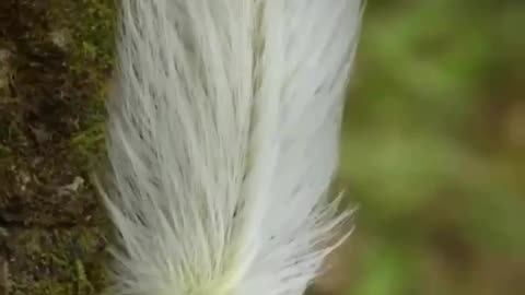 AMAZING THIS IS A FEATHER MIMIC CATERPILLAR