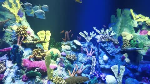 The best relaxing aquarium for sleeping, relaxing, meditation music